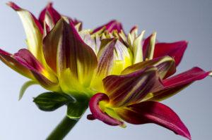 Photo of red & yellow Dahlia by Phyllis Russell Photography