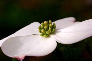 Photo of white Dogwood on black background by Phyllis Russell Photography