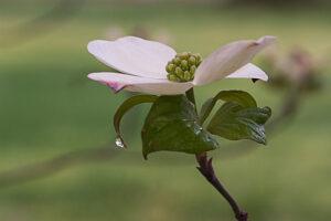 Photo of white Dogwood with water drop by Phyllis Russell Photography