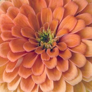 Orange Dahlia Macro Photo by Phyllis Russell Photography